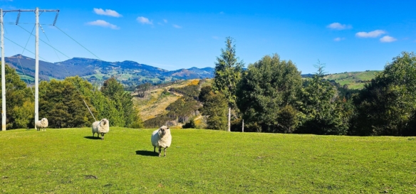 McGuire Real Estate | Dunedin - 107 Jones Road - Evansdale