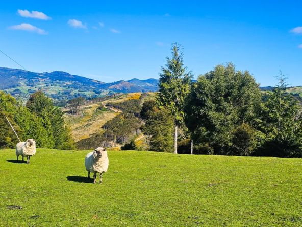 McGuire Real Estate | Dunedin - 107 Jones Road - Evansdale